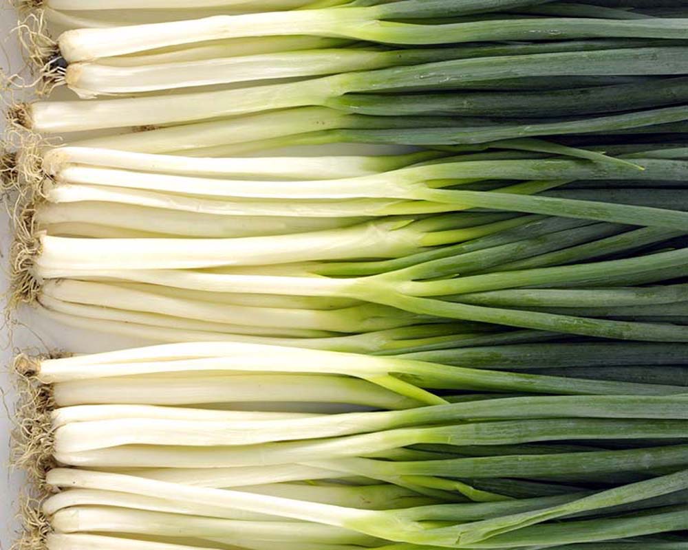 scallions-jpg2-for-post